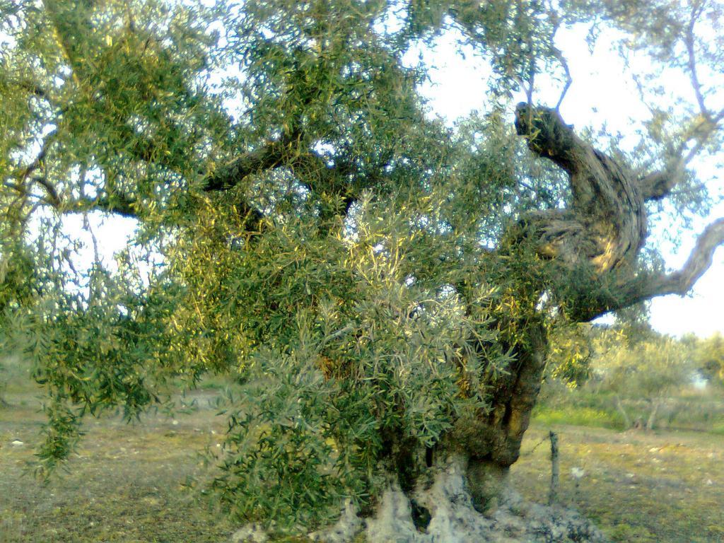 Casa Rural La Brena Talaván Buitenkant foto